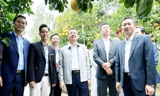 Các đồng chí lãnh đạo tỉnh Bắc Ninh thăm vườn quả tại phường Chũ